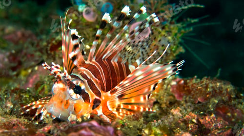 Preview: Spotfin Lionfish, Lembeh, Indonesia