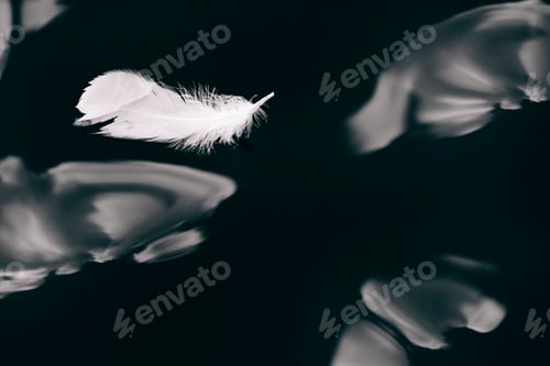 Preview: Feather of a swan floating in water