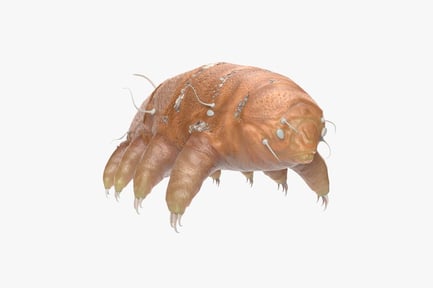 Preview: Detailed Tardigrade - Water Bear with Claws and Sensory Bristles
