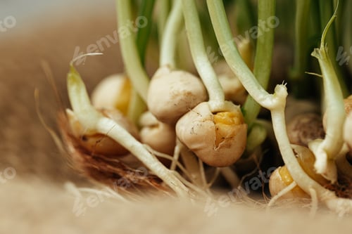 Preview: Roots of micro green plant close up
