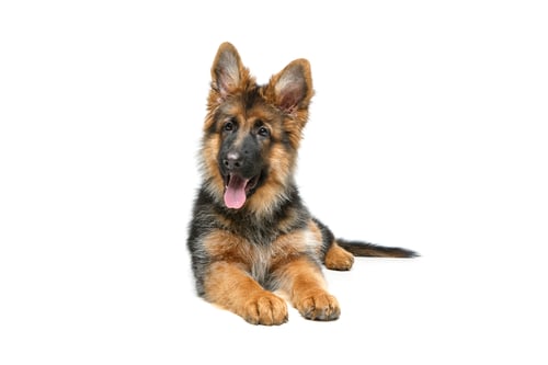 Preview: Lively German Shepherd Puppy Relaxing on White Background