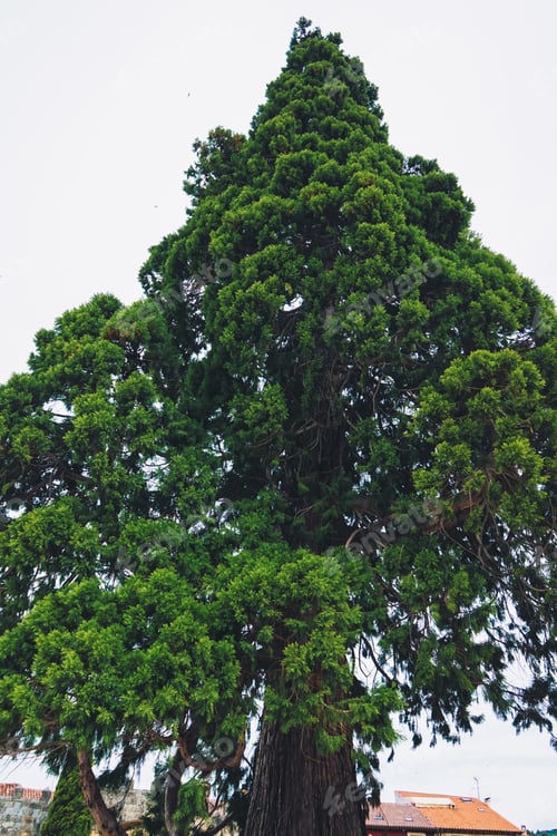 Preview: Huge green tree in the middle of the sky