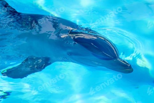 Preview: Common dolphin portrait