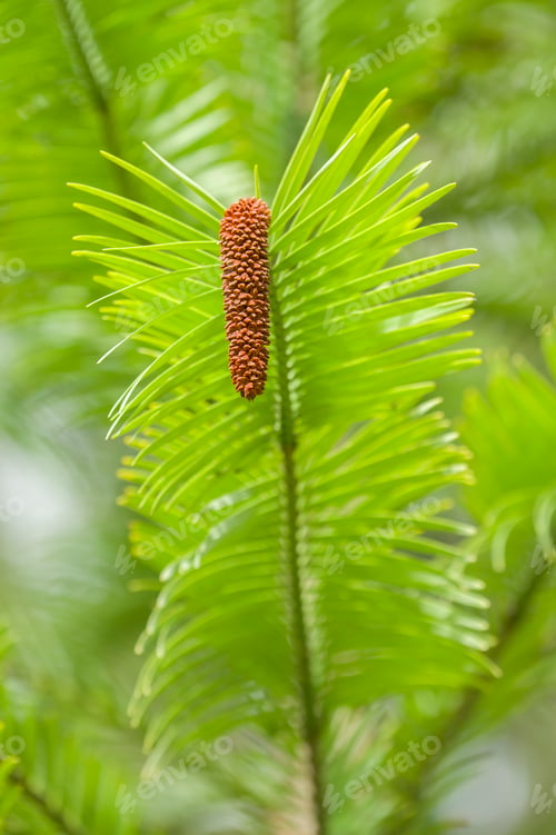 Preview: Wollemi pine tree
