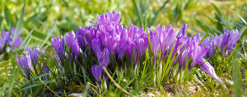 Preview: Beautiful crocus