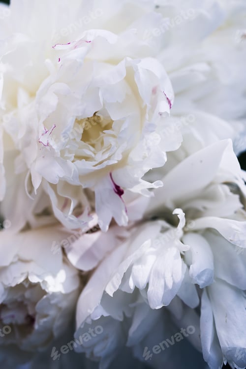 Preview: Floral background. Pink and white peonies pattern. Bouquet of peonies
