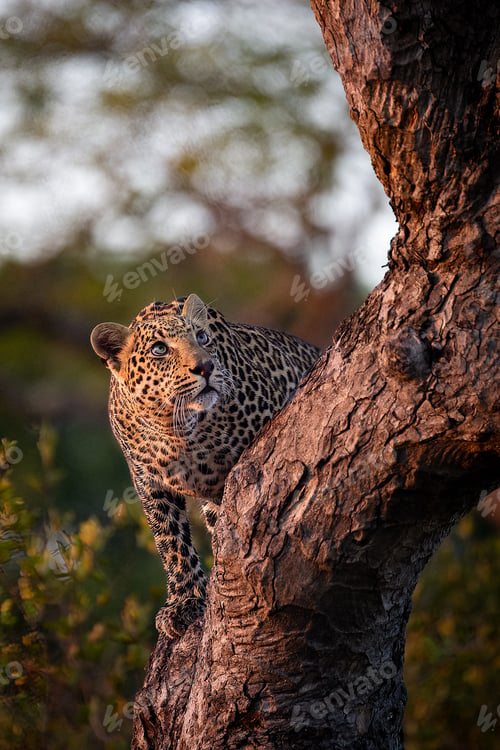 Preview: A leopard, Panthera Pardus, climbs up a tree and looks up.