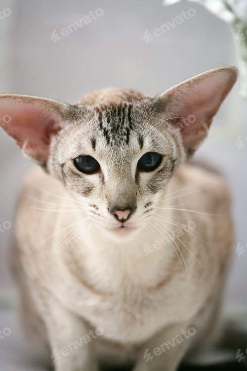 Preview: adorable siamese cat kitten with blue eyes