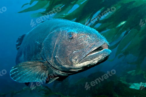 Preview: Giant Black Seabass in California