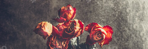 Preview: Bunch of beautiful faded flowers through the glass with rain drops