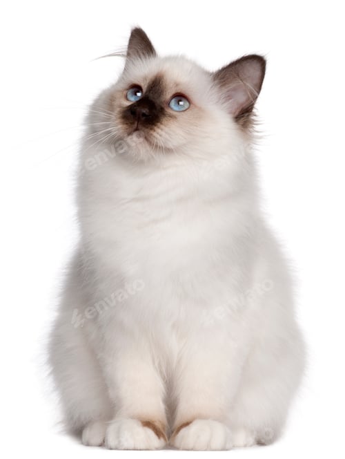 Preview: Birman kitten, 4 months old, sitting and looking up in front of white background