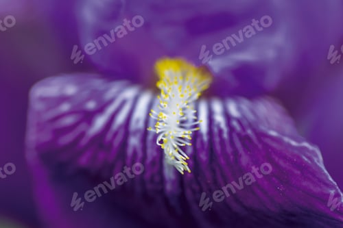 Preview: Beautiful iris flower close up macro in nature