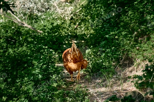 Preview: Free-grazing domestic hen on a traditional free range poultry organic farm.
