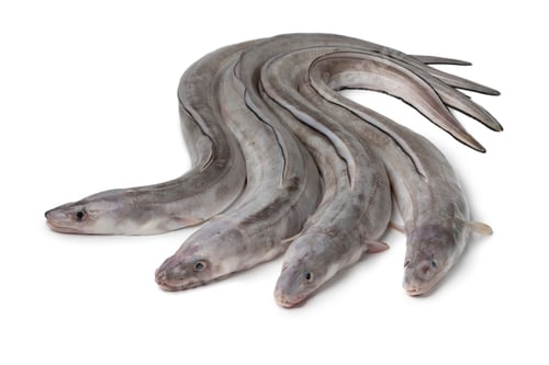 Preview: Fresh raw european conger eels