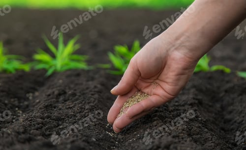 Preview: Sow the seeds in the garden into the soil. Selective focus.