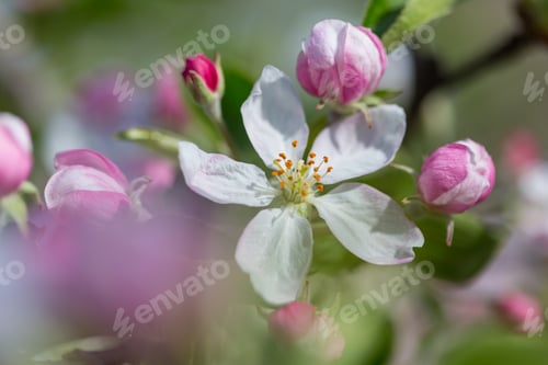 Preview: Blossom tree