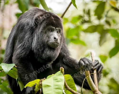 Preview: Howler Monkey In Forest