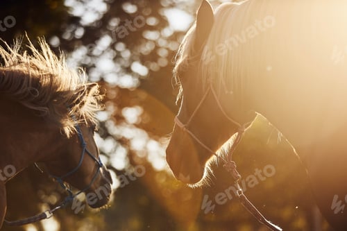 Preview: Portrait of two brown horses at sunset