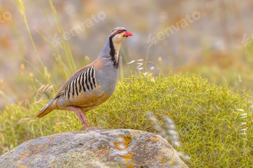 Preview: Chukar partridge perched on stone