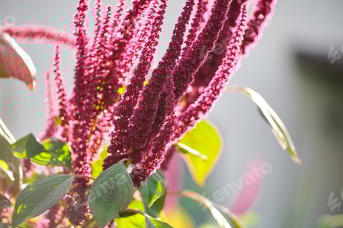 Preview: Indian red amaranth plant growing in summer garden.