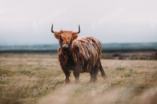 Preview: Furry bull standing on a green field against a cloudless sky