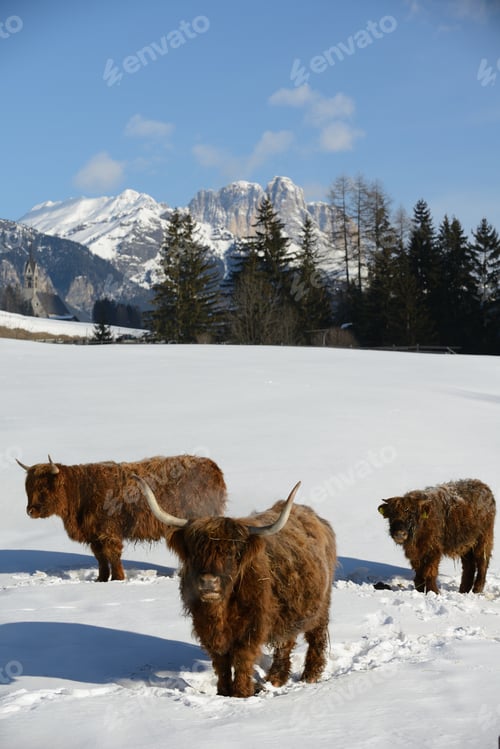 Preview: cow animal at winter