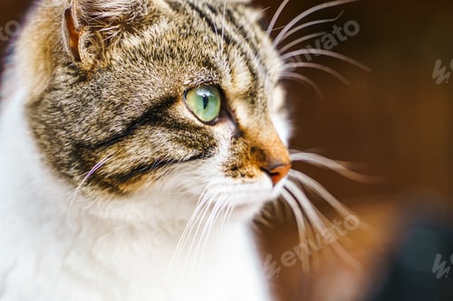 Preview: Homeless animals seek shelter. Surviving cat wander street of village,old town. Stray, abandoned