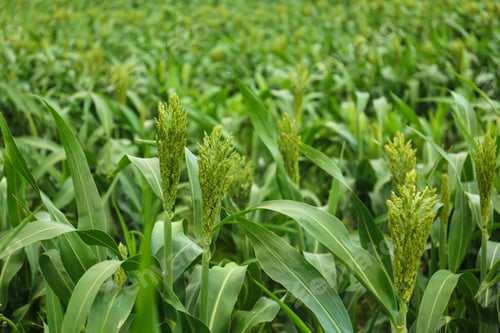 Preview: Green corn plants growing on field. Organic farming
