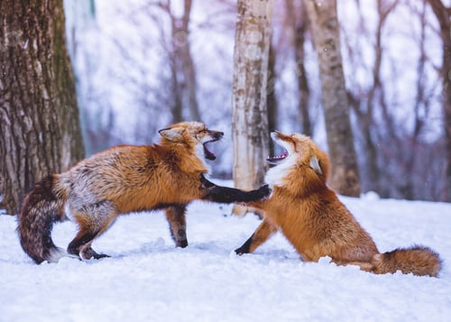 Preview: Foxes