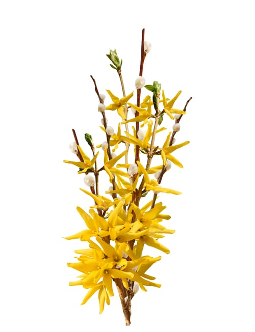 Preview: Spring forsythia and pussy willow branches bunch isolated cutout