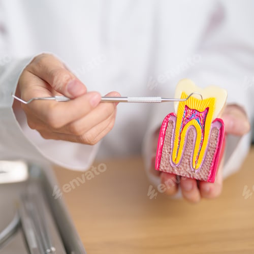 Preview: Dentist with tooth Anatomy model. Oral Teeth decay