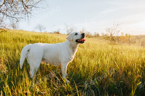 Preview: White Dog Enjoying the Outdoors