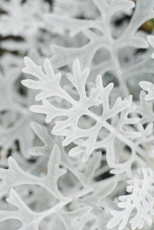 Preview: Cineraria primorskaya grows in the garden in summer. natural background
