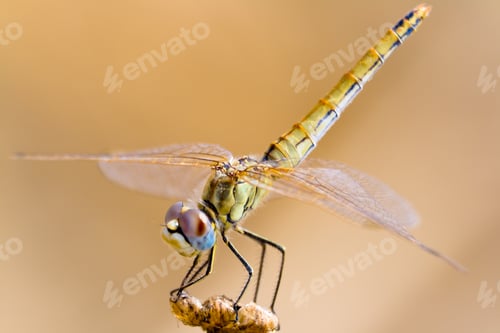 Preview: Dragonfly ( sympetrum sp )