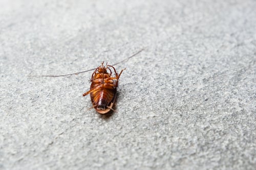 Preview: Dead cockroach on the floor
