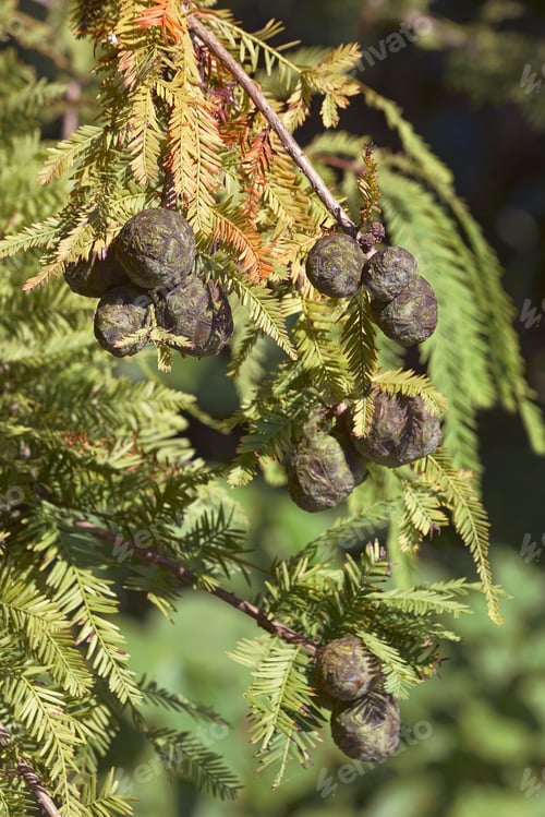 Preview: Bald Cypress Tree With Cones (Taxodium Distichum).