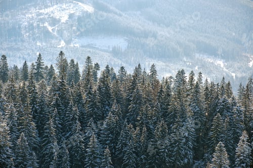Preview: Bright winter landscape with pine trees covered with fresh fallen snow in mountain forest on cold