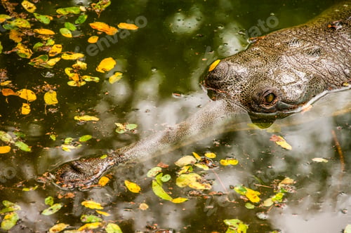 Preview: Close up of a crocodile