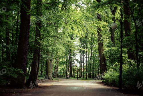 Preview: Beautiful scenery of a road in the forest with tall green trees