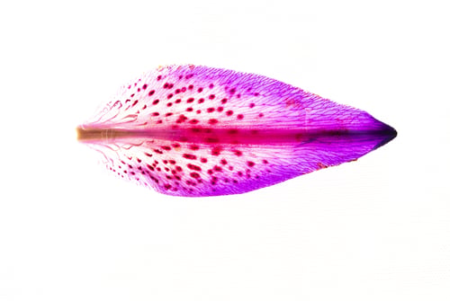 Preview: Top view shot of a stargazer lily petal with ombre pink colors against a white background
