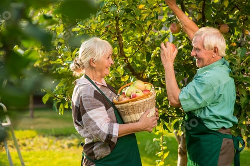 Vista previa: Una pareja de ancianos está recogiendo manzanas