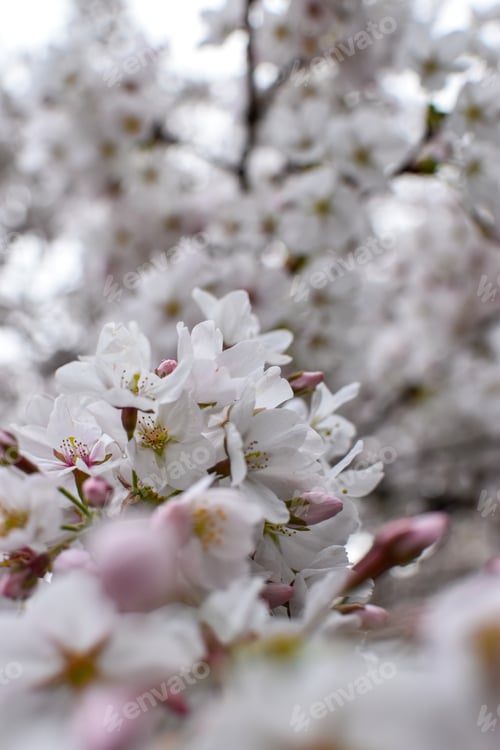Preview: White cherry blossoms