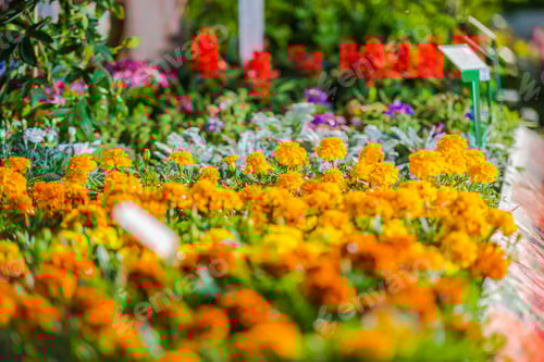 Preview: Botanical Garden Mulitcolor Flower Bed.