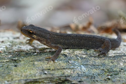 Preview: Closeup shot of a female smooth newt, Lissotriton Vulgaris in the garden