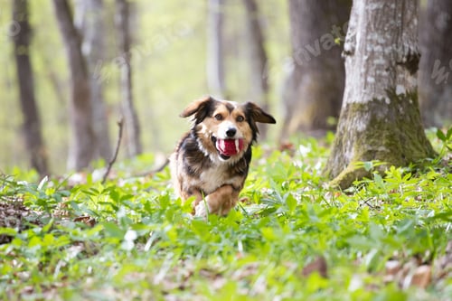 Preview: Mongrel dog in the forest