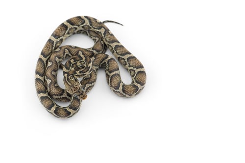 Preview: The yellow red rat snake isolated on white background