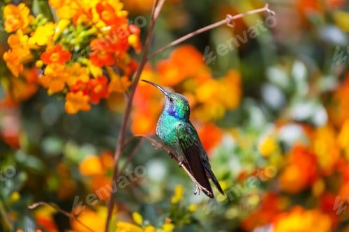 Preview: Kolibri