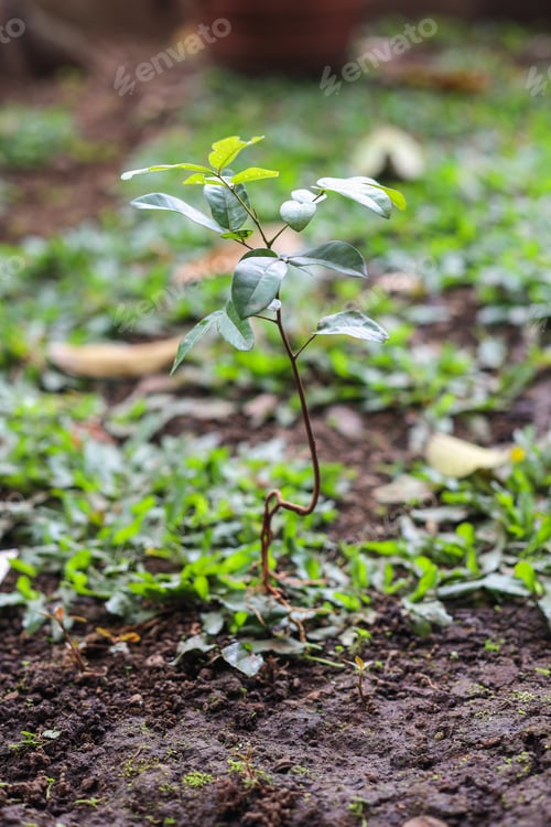 Preview: Baby tree with root visible