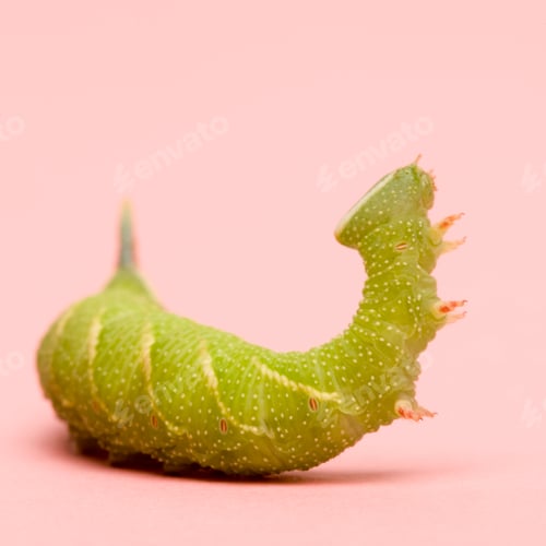 Preview: Lime Hawk-moth caterpillar - Mimas tiliae