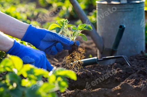 Preview: planting strawberries in the garden